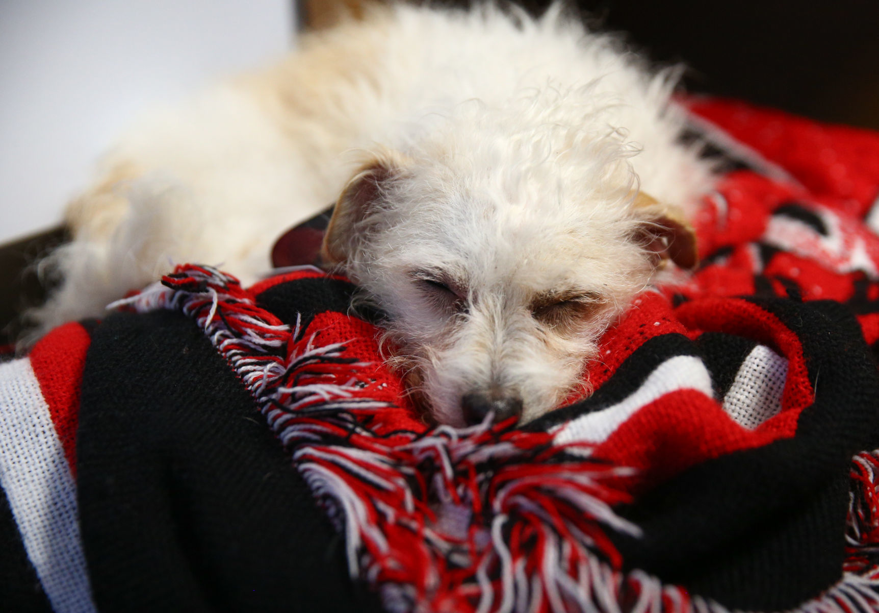 Nugget the therapy dog (9).jpg